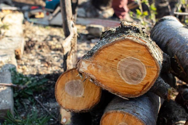 How Our Tree Care Process Works  in  Carnot Moon, PA