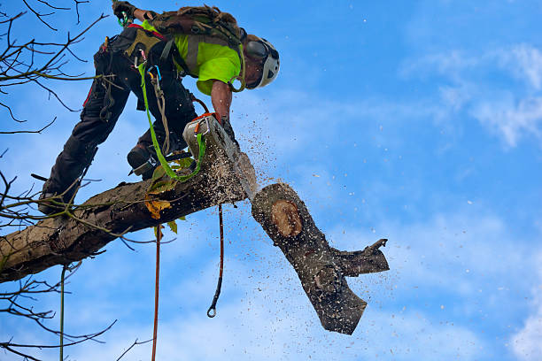 Professional Tree Services in Carnot Moon, PA